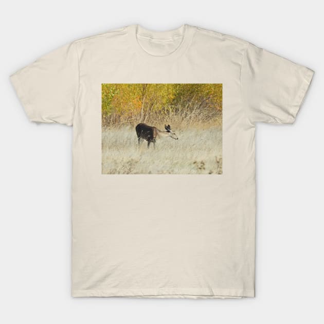 Mule deer, doe, wildlife, gifts, Serene Moment T-Shirt by sandyo2ly